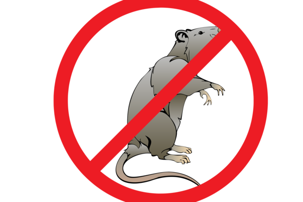 Not to rats