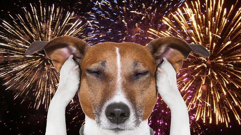 dog frightened by fireworks